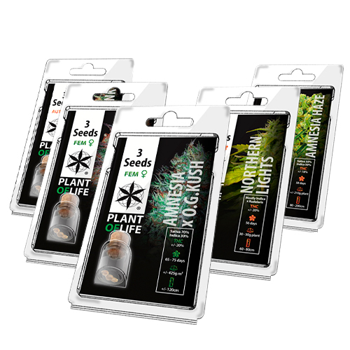 Wholesale 3 Seeds Packs – Autoflowering & Feminised