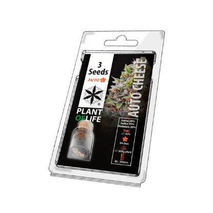 Multi-I 3PCHEESEA: Premium Feminised Seeds for Resale