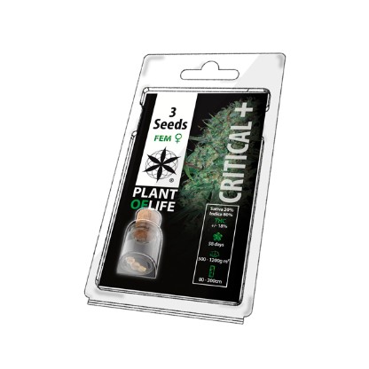 Multi-I 3PCRITICAL Feminised Cannabis Seeds
