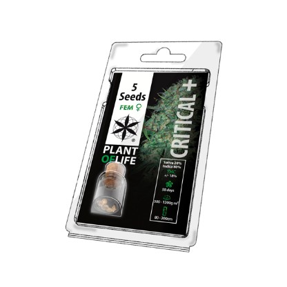 Multi-I 5PCRITICAL Feminised Seeds 5-Pack