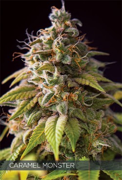 Multi-I Vision Seeds Feminized Cannabis Seeds 3VCM