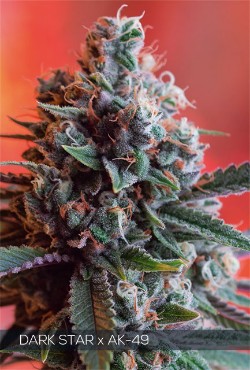 Multi-I Vision Seeds Feminized Cannabis Seeds 3VDSAK