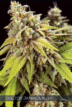 Multi-I Vision Seeds Feminized Cannabis Seeds 3VDJA
