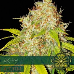 Multi-I Vision Seeds 5VAKA Feminised Cannabis Seeds