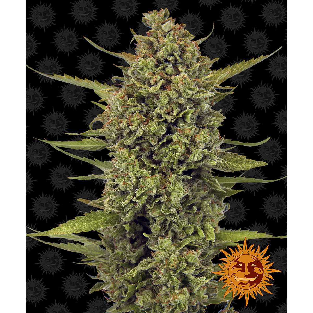 Barney's Farm 3BAG Feminized Cannabis Seeds