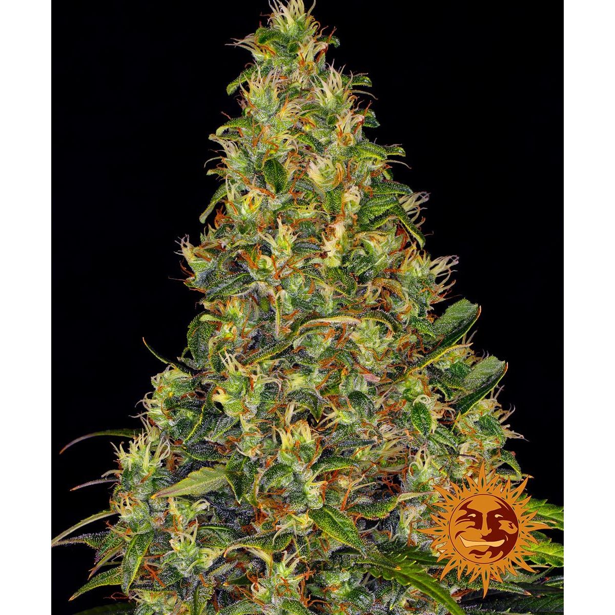 Barney's Farm 3BAHA Feminized Cannabis Seeds