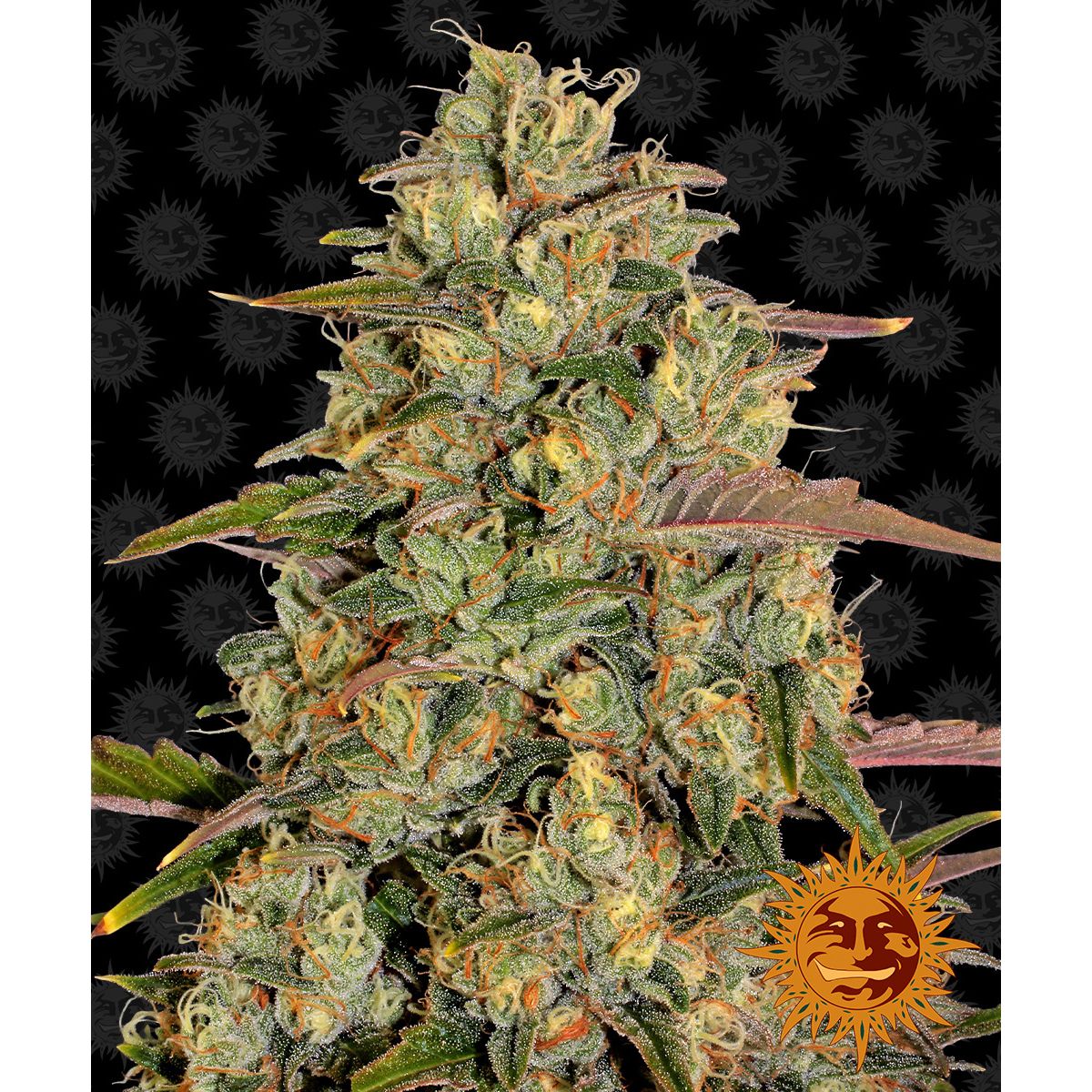 Barney's Farm 3BAL Feminized Cannabis Seeds