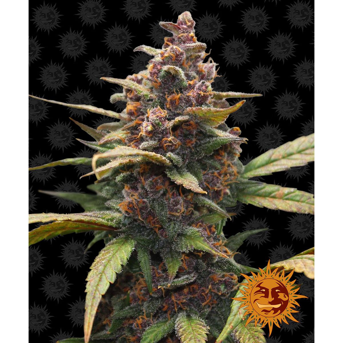 Barney's Farm 5BAP Feminized Cannabis Seeds