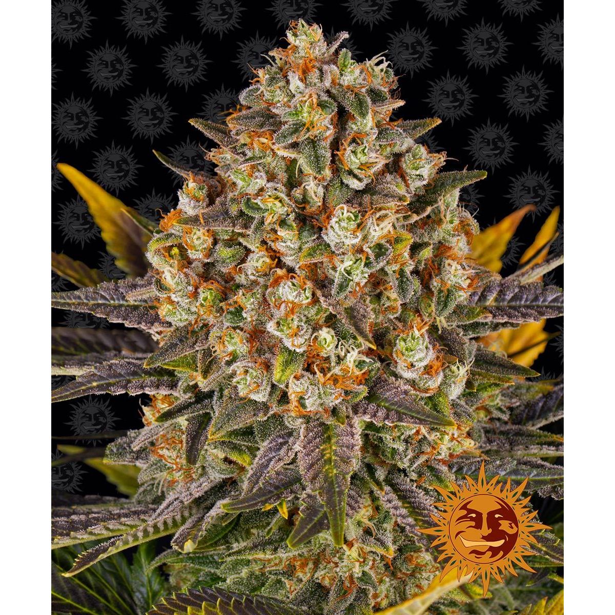 Barney's Farm 5BBP Feminized Cannabis Seeds