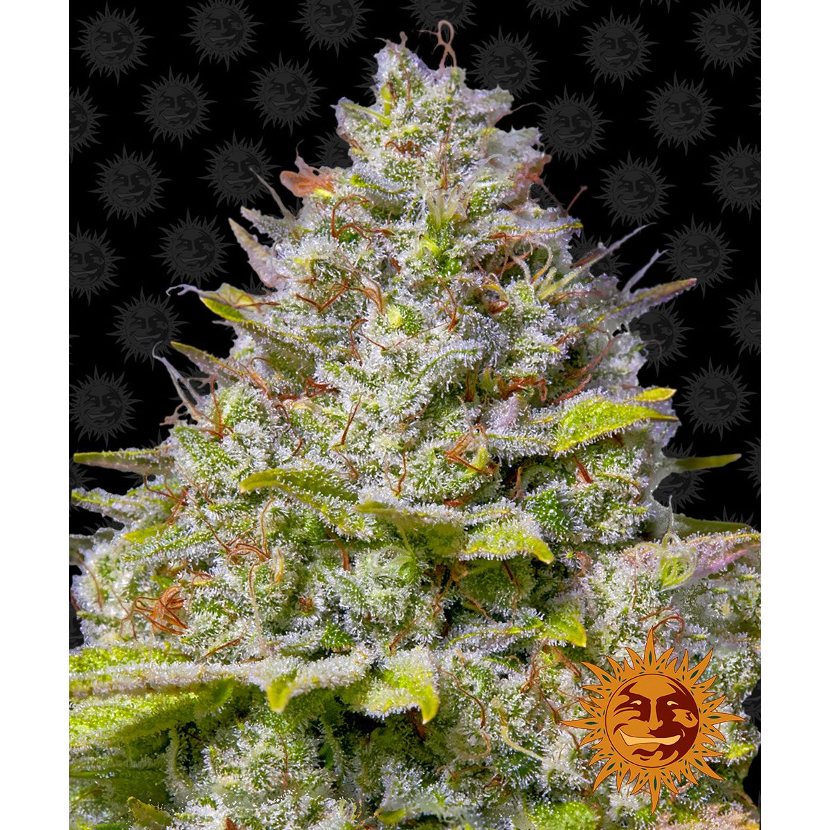 Barney's Farm Blue Gelato 41 Feminised Seeds - 5 Pack