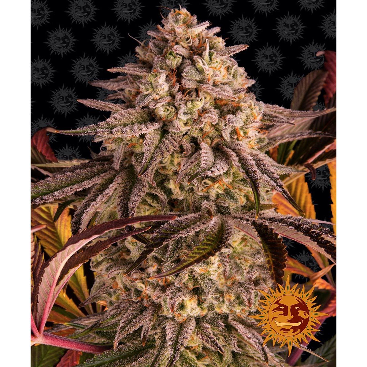 Barney's Farm 3BBS Feminized Cannabis Seeds