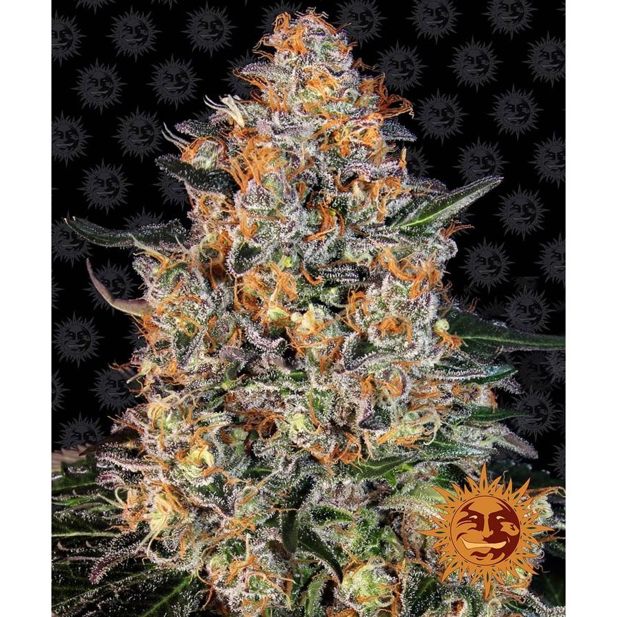 Multi-I Barney's Farm 3BBK Feminized Seeds