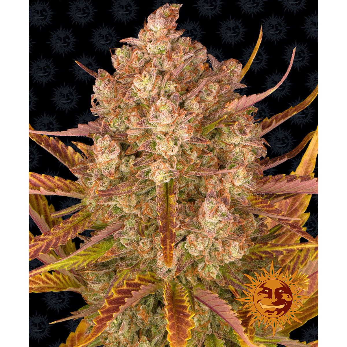Multi-I Barney's Farm Feminized Cannabis Seeds 3BDDA