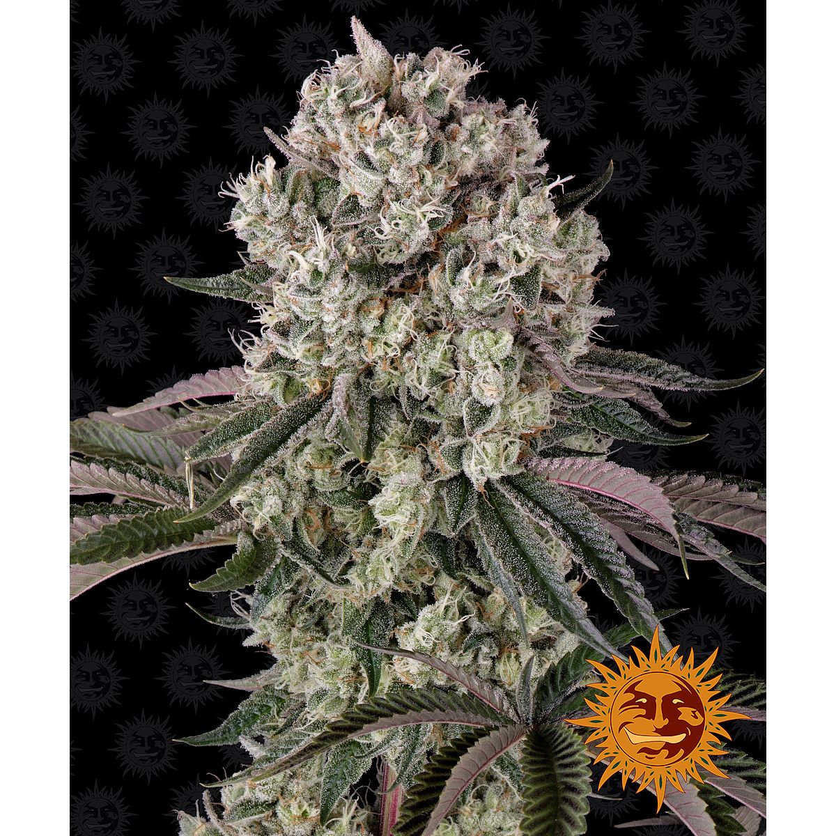 Multi-I Barney's Farm 3BGK Feminised Cannabis Seeds