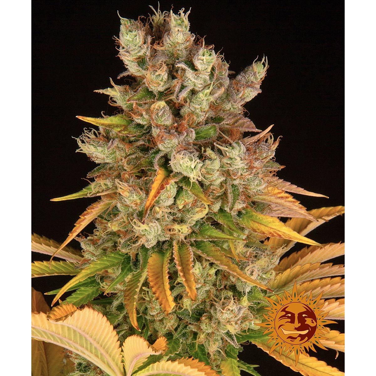 Barney's Farm GMO Feminised Seeds - 3 Pack Wholesale