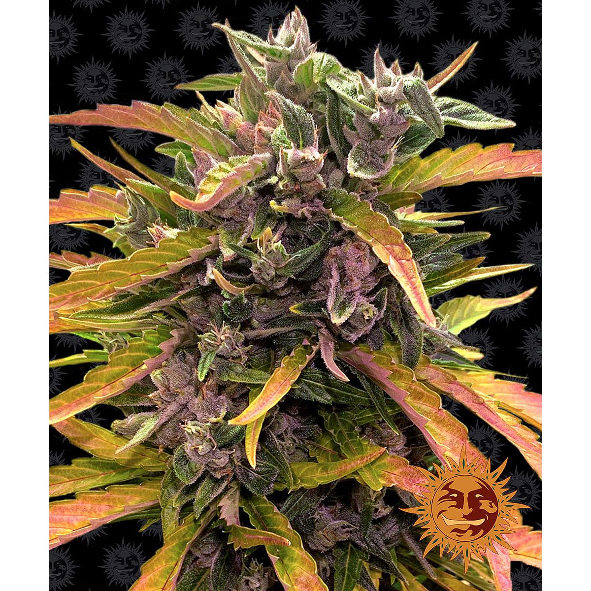 Multi-I Barney's Farm Feminized Cannabis Seeds 5BGRGA