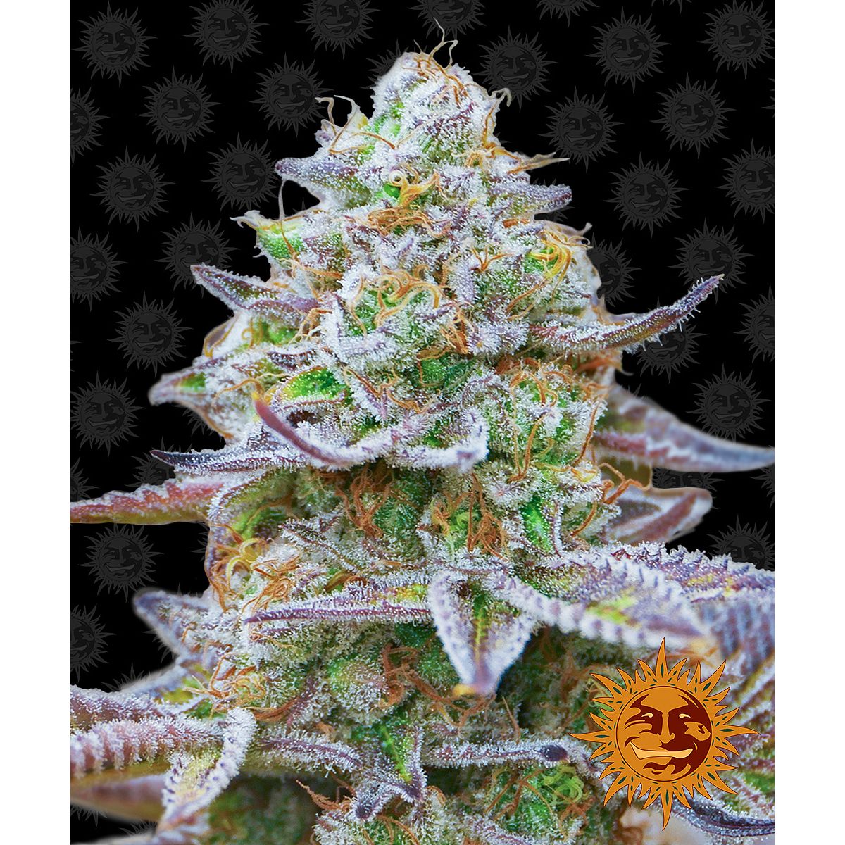 Multi-I Barney's Farm Feminized Cannabis Seeds 3BGZ