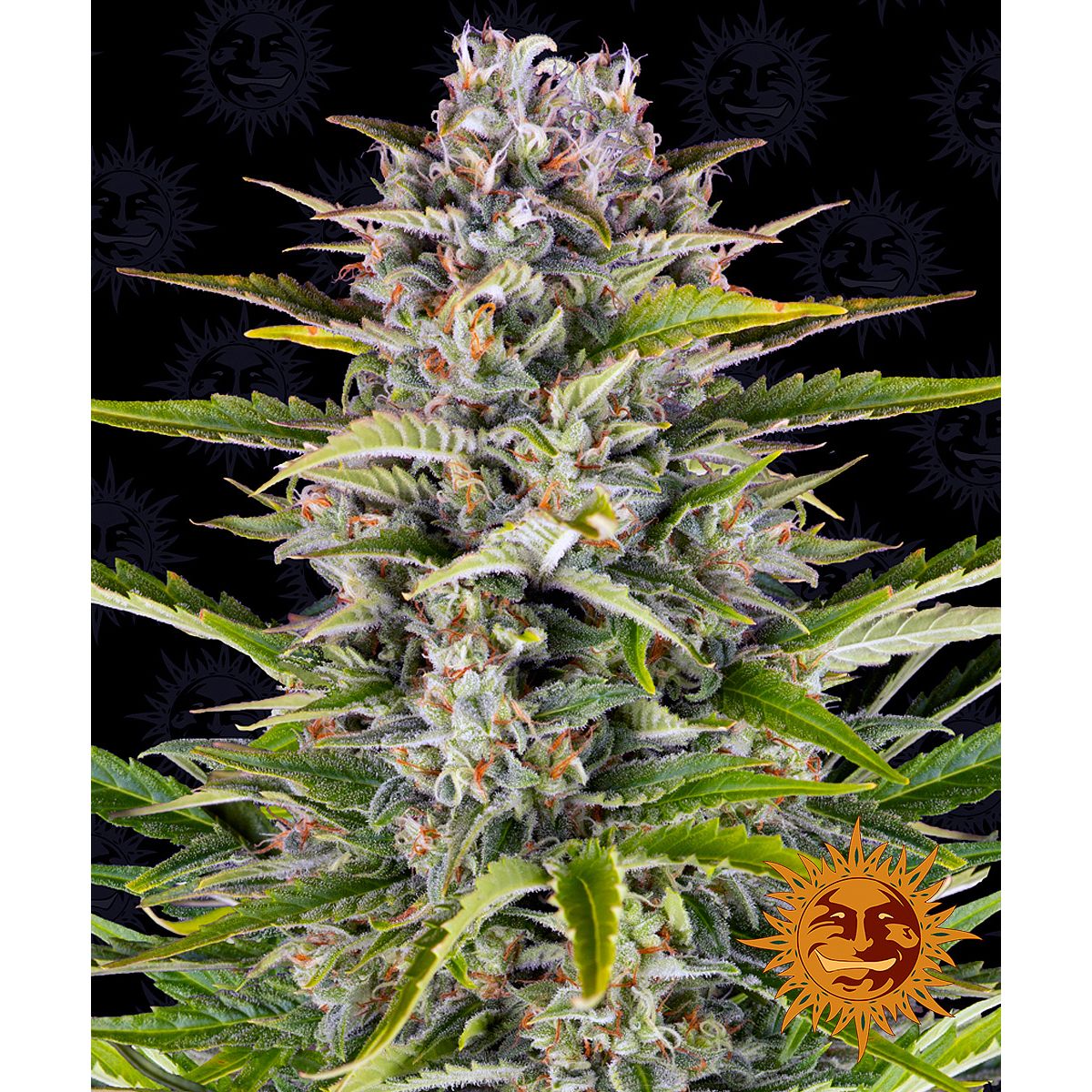 Barney's Farm Gorilla Zkittlez Auto Feminised Seeds 3-Pack
