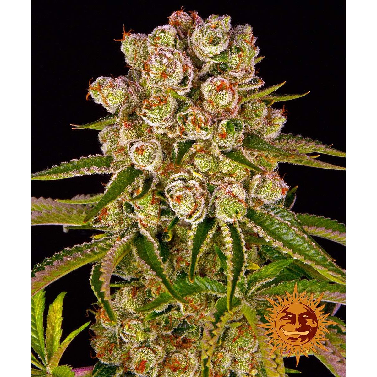 Multi-I Barney's Farm 3BKM Feminized Cannabis Seeds
