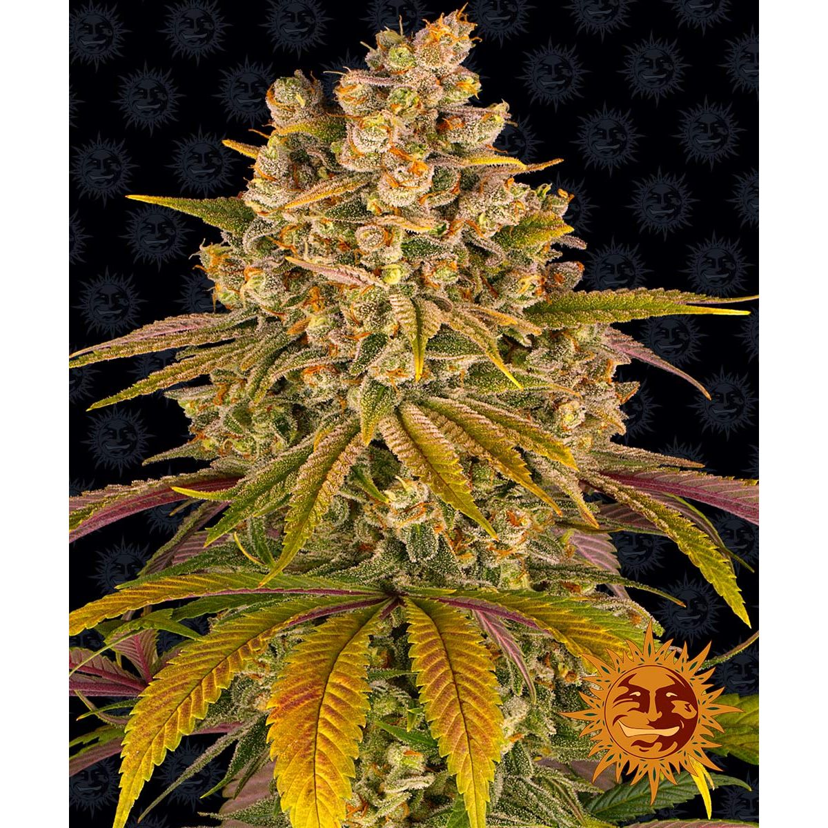 Multi-I Barney's Farm 3BLT Feminized Seeds