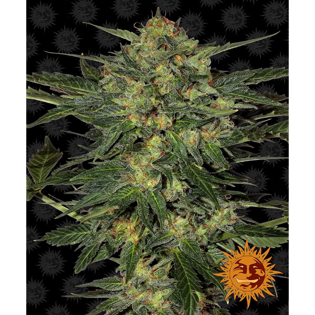 Multi-I Barney's Farm 3BLS Feminized Seeds