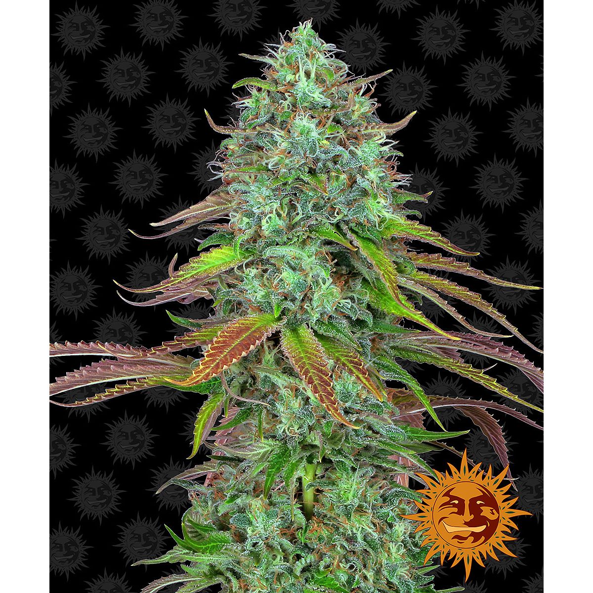 Multi-I Barney's Farm 3BLSA Feminized Cannabis Seeds