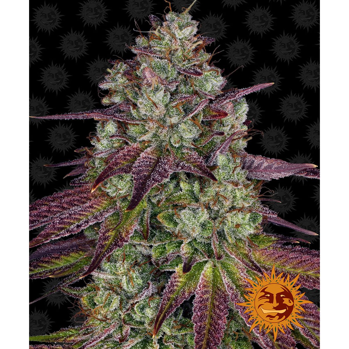 Multi-I Barney's Farm 3BME Feminized Cannabis Seeds