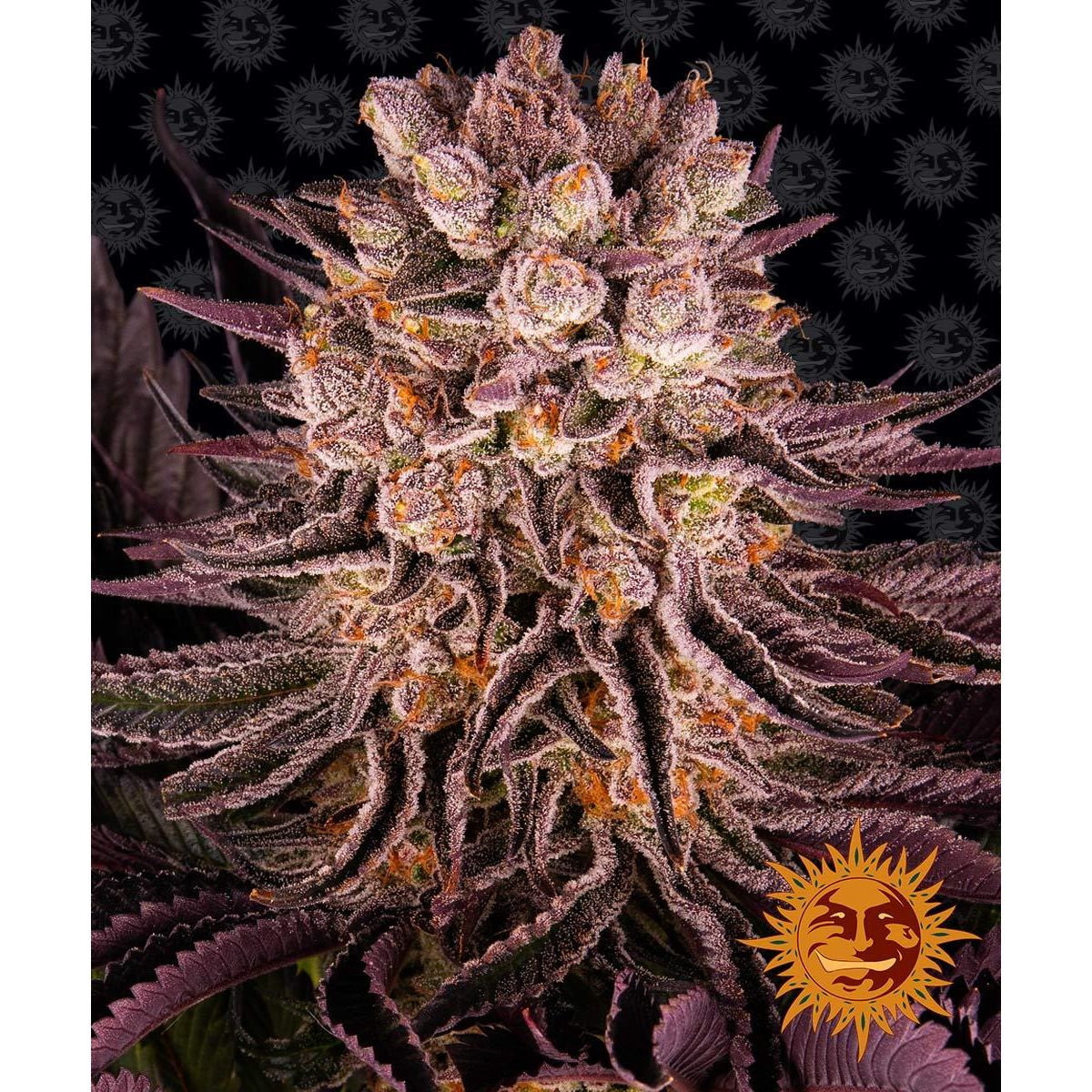 Multi-I Barney's Farm 3BMO Feminized Cannabis Seeds