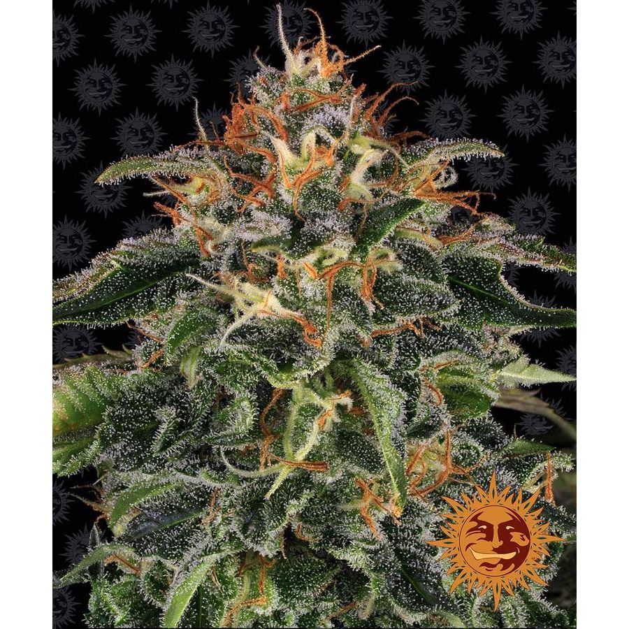 Multi-I Barney's Farm 3BMD Feminized Cannabis Seeds