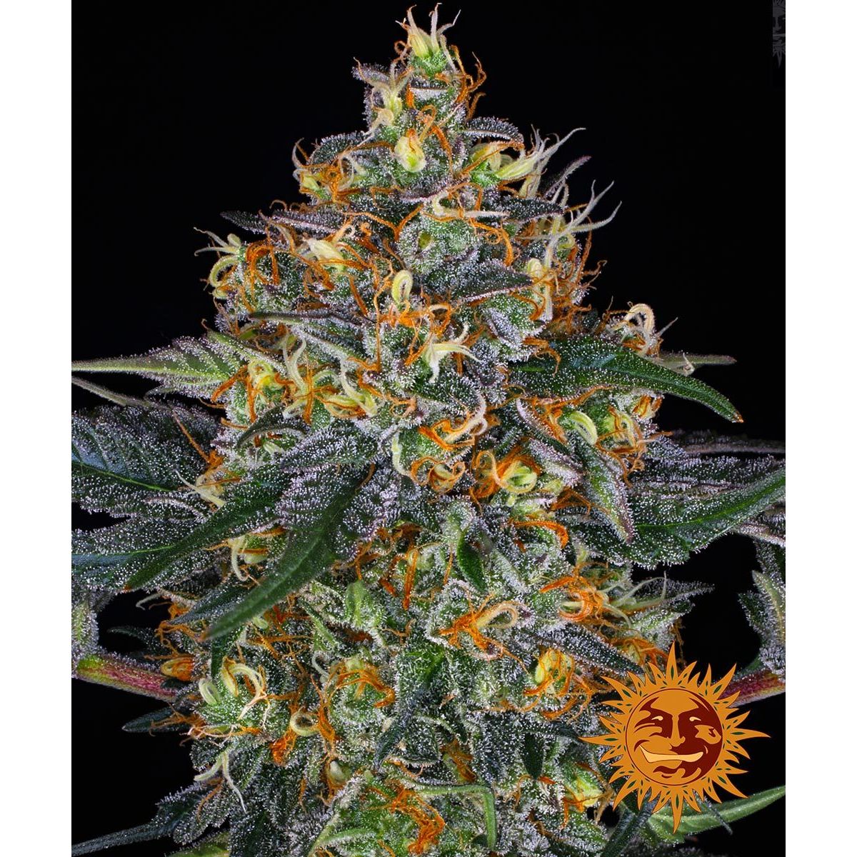 Multi-I Barney's Farm 3BMDA Feminized Cannabis Seeds