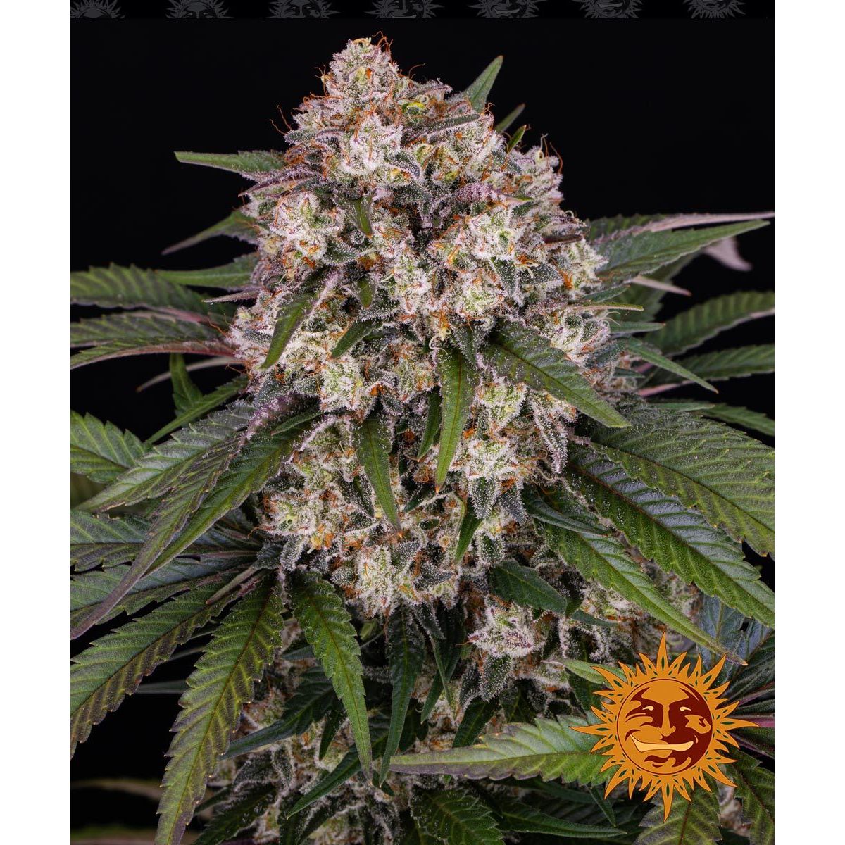 Multi-I Barney's Farm 3BOGA Feminized Cannabis Seeds