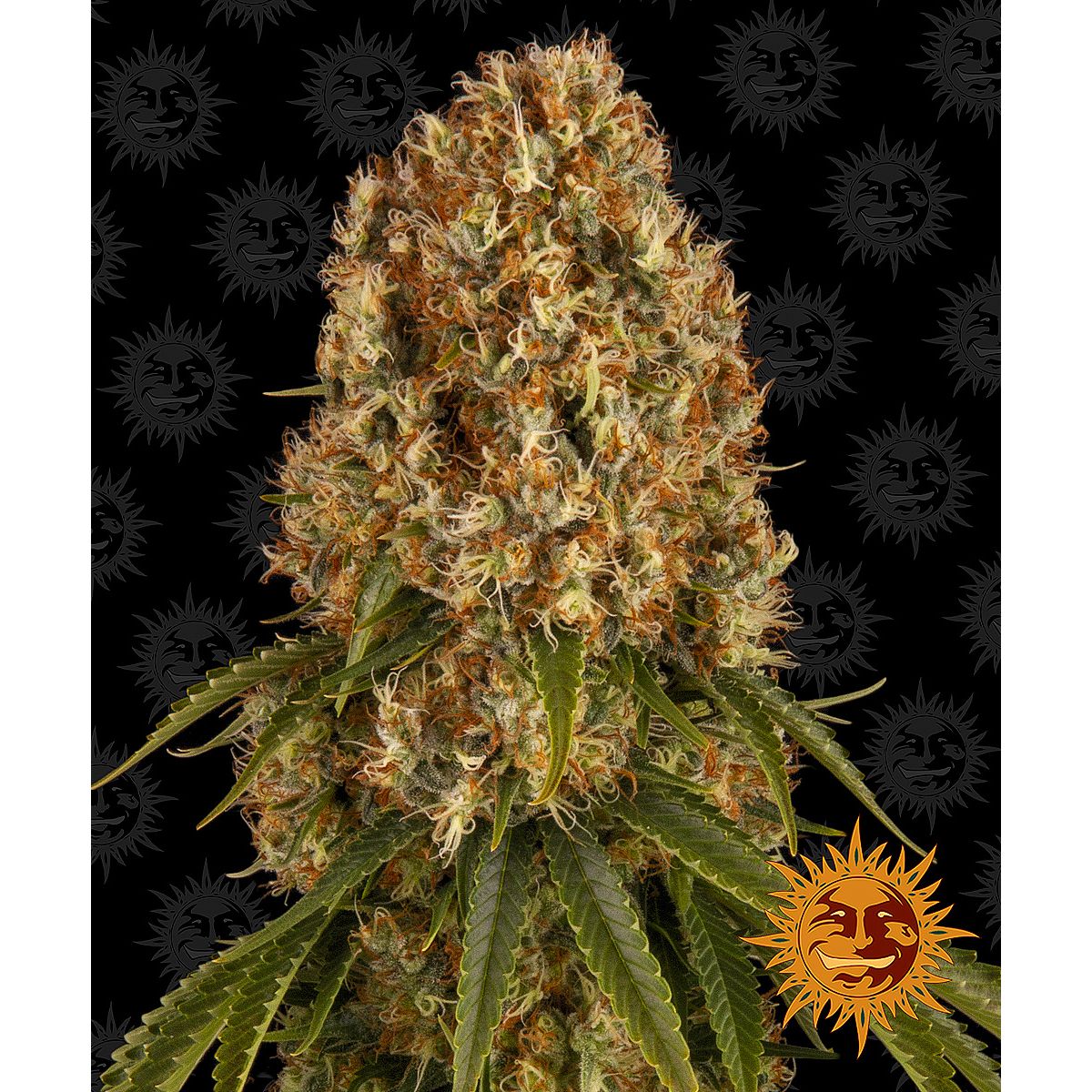 Multi-I Barney's Farm 3BOS Feminized Cannabis Seeds