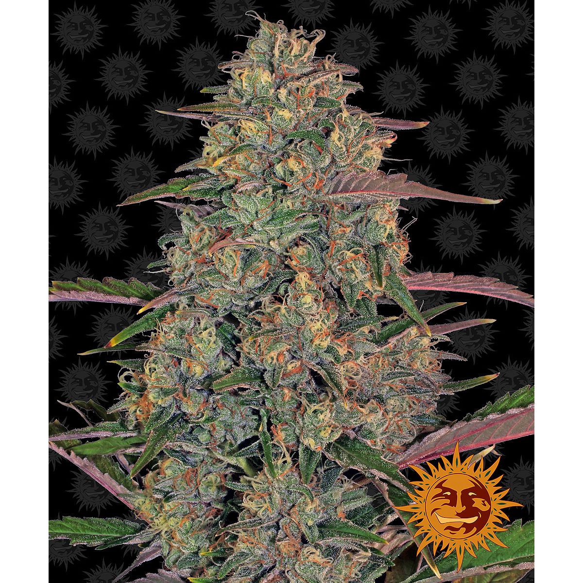 Multi-I Barney's Farm 3BPCH Feminized Cannabis Seeds