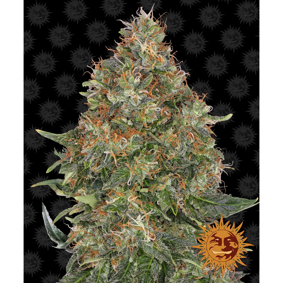 Multi-I Barney's Farm 3BPEA Feminized Cannabis Seeds