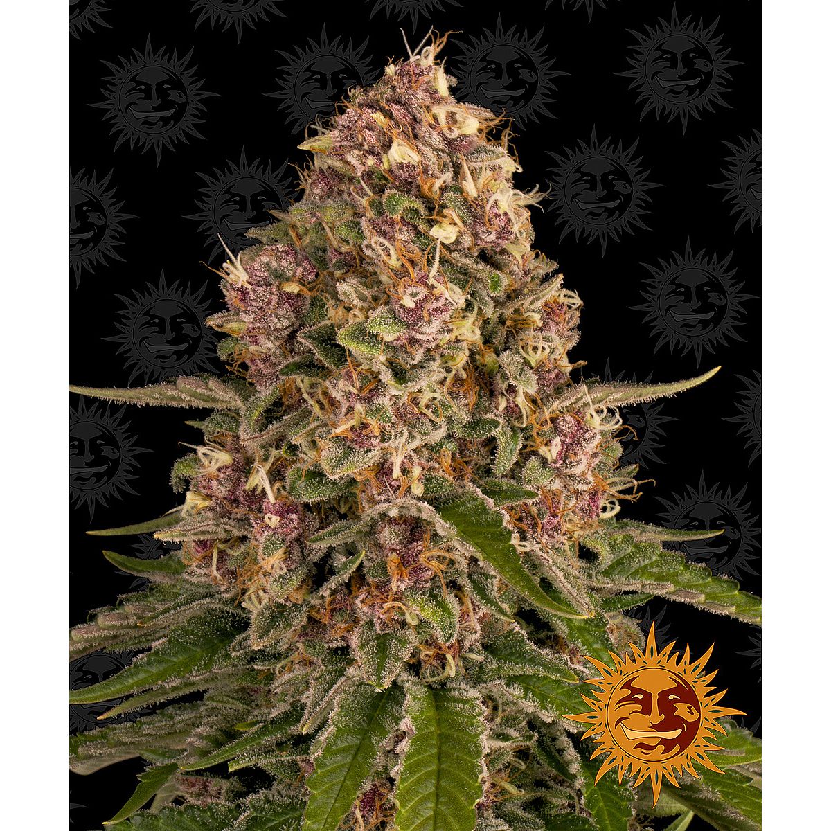 Multi-I Barney's Farm 3BPK Feminized Seeds