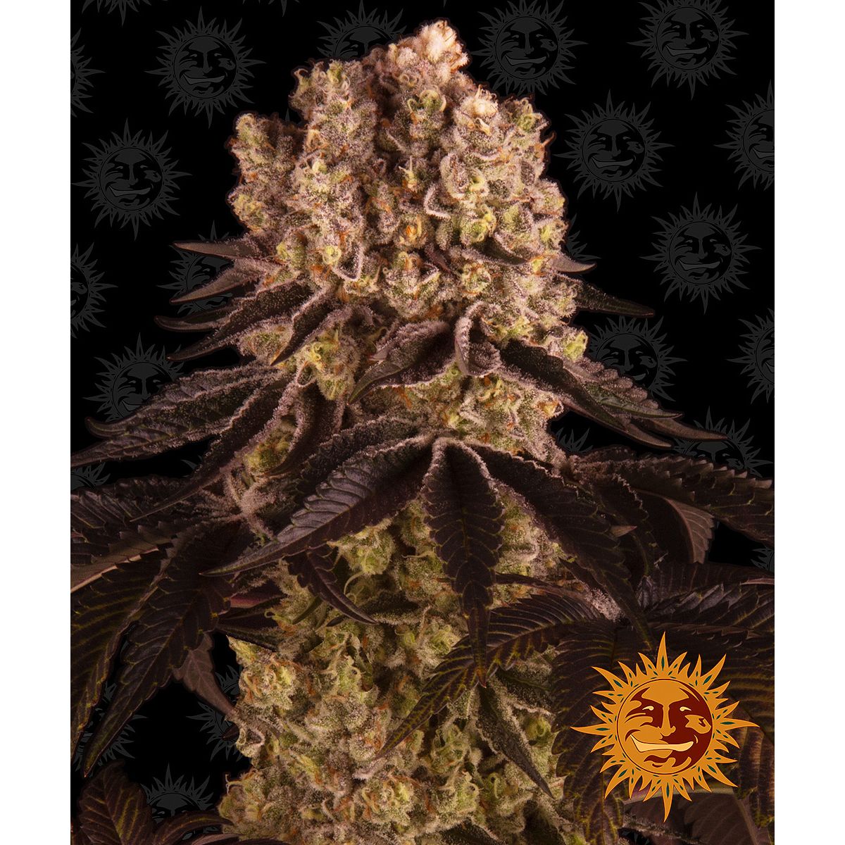 Multi-I Barney's Farm Feminized Cannabis Seeds 3BPP