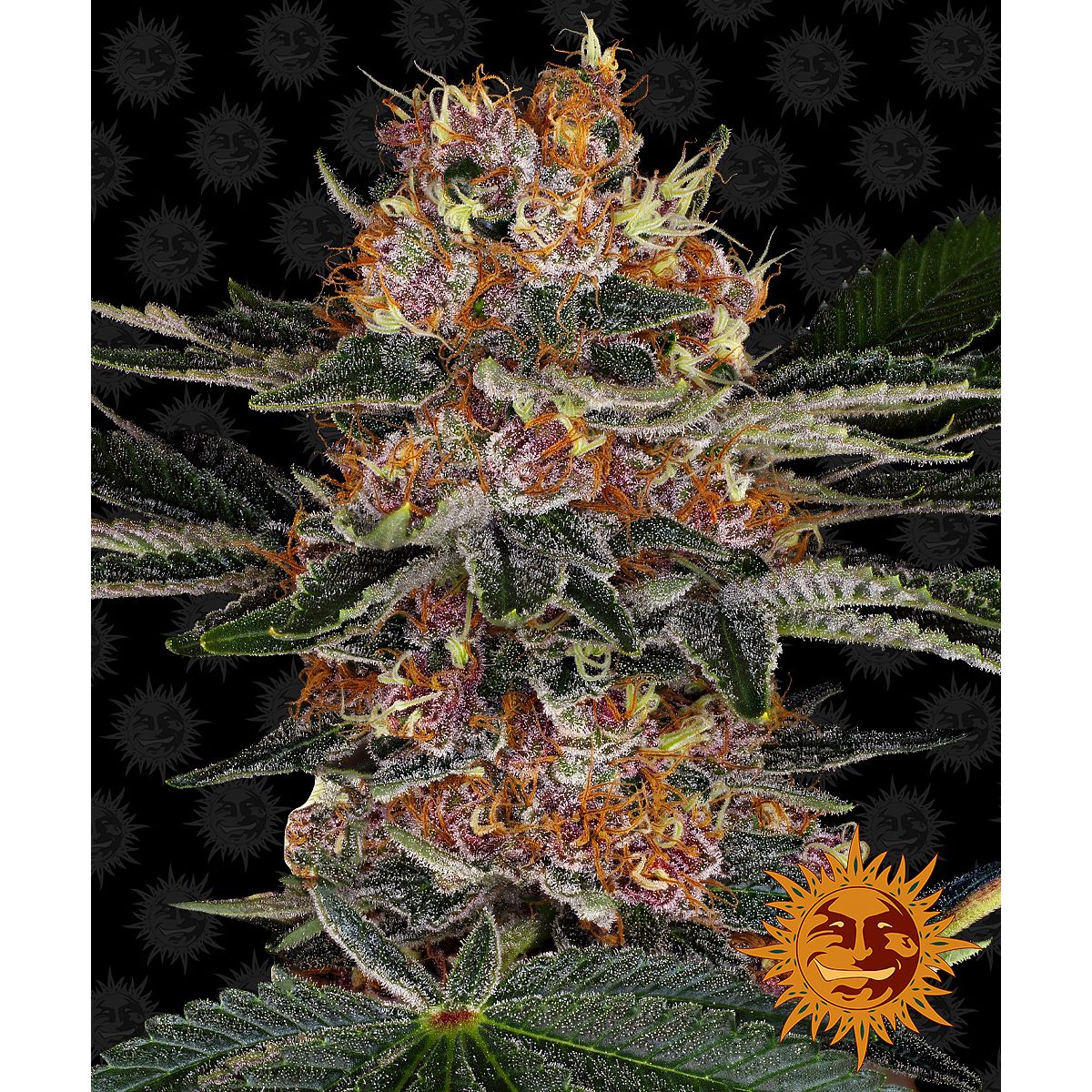 Multi-I Barney's Farm 3BPPA Feminized Cannabis Seeds