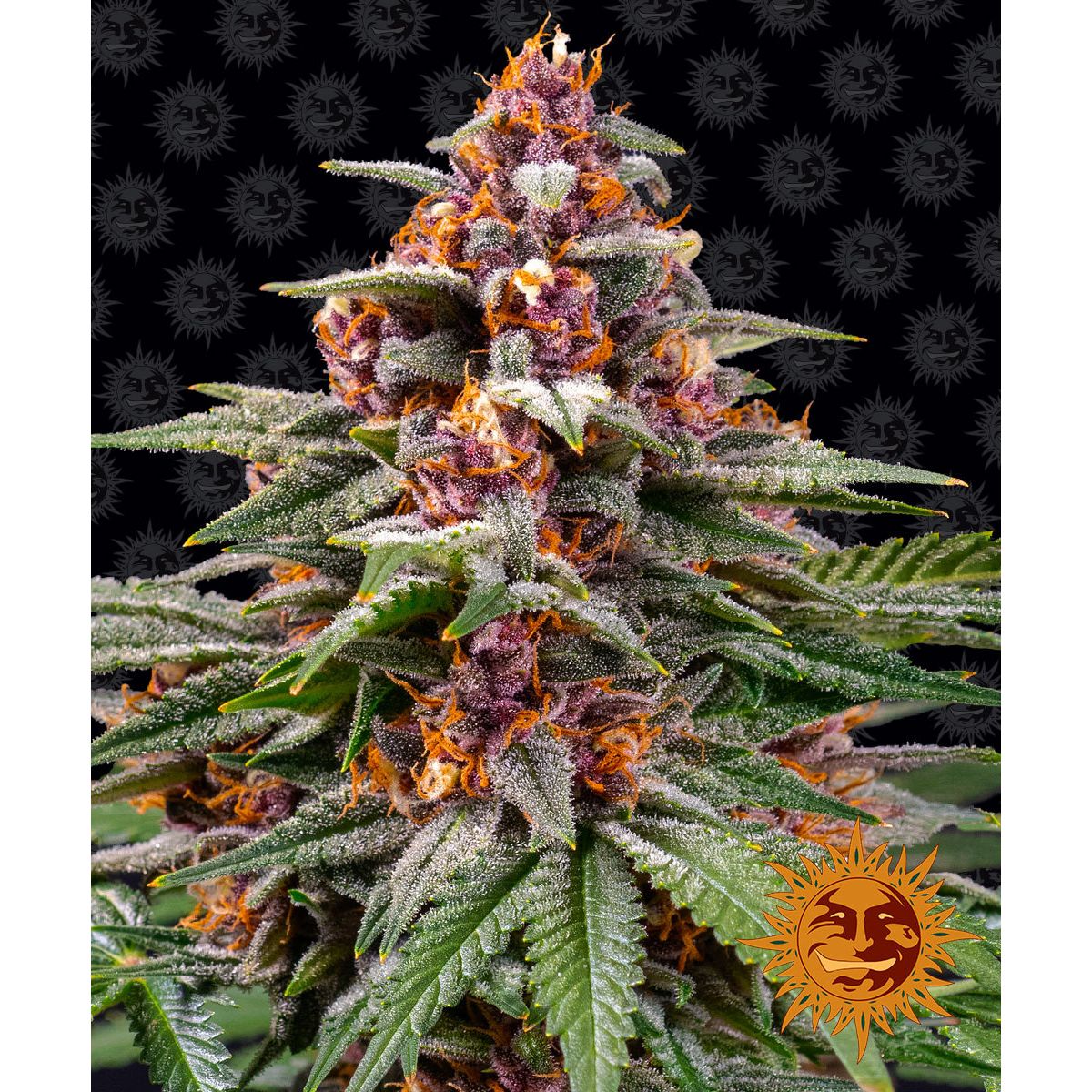 Multi-I Barney's Farm 3BRA Feminized Cannabis Seeds