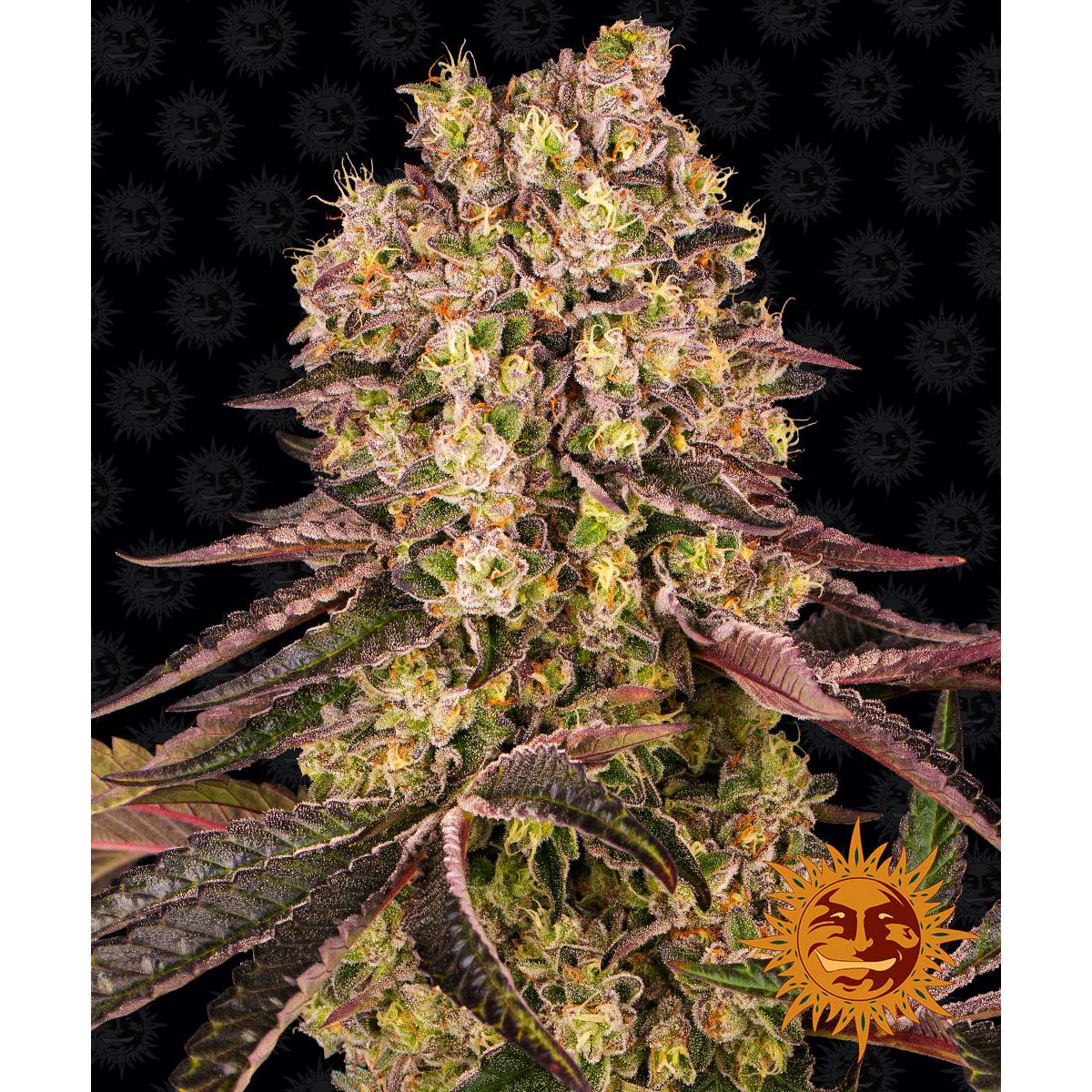 Multi-I Barney's Farm 3BRM Feminized Cannabis Seeds