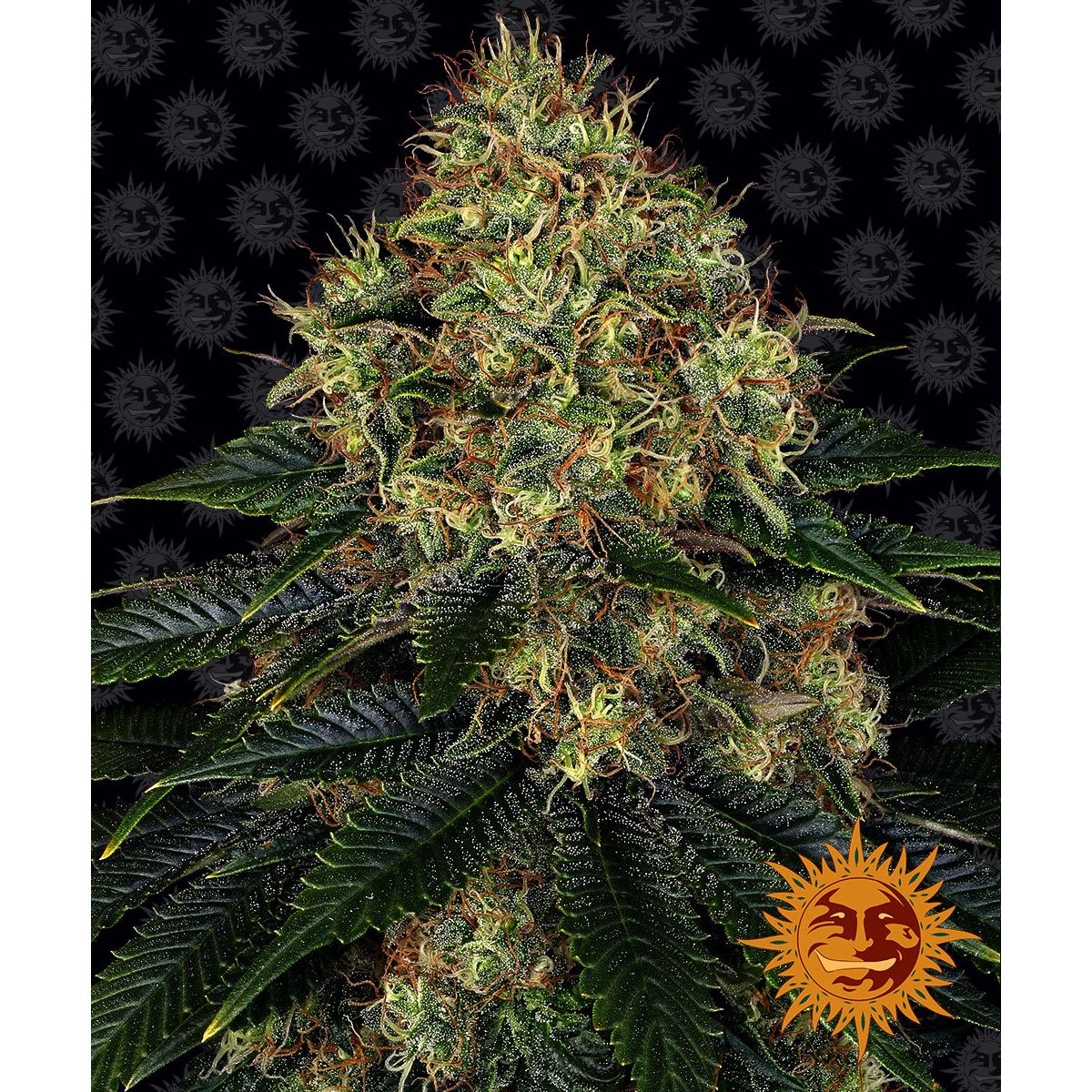 Multi-I Barney's Farm 3BSOA Feminized Cannabis Seeds