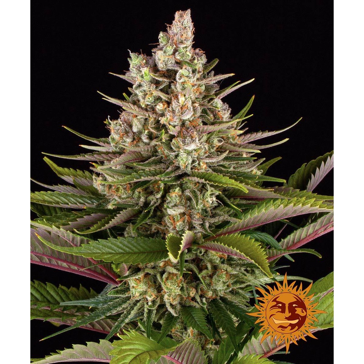Multi-I Barney's Farm Feminized Cannabis Seeds 3BSS
