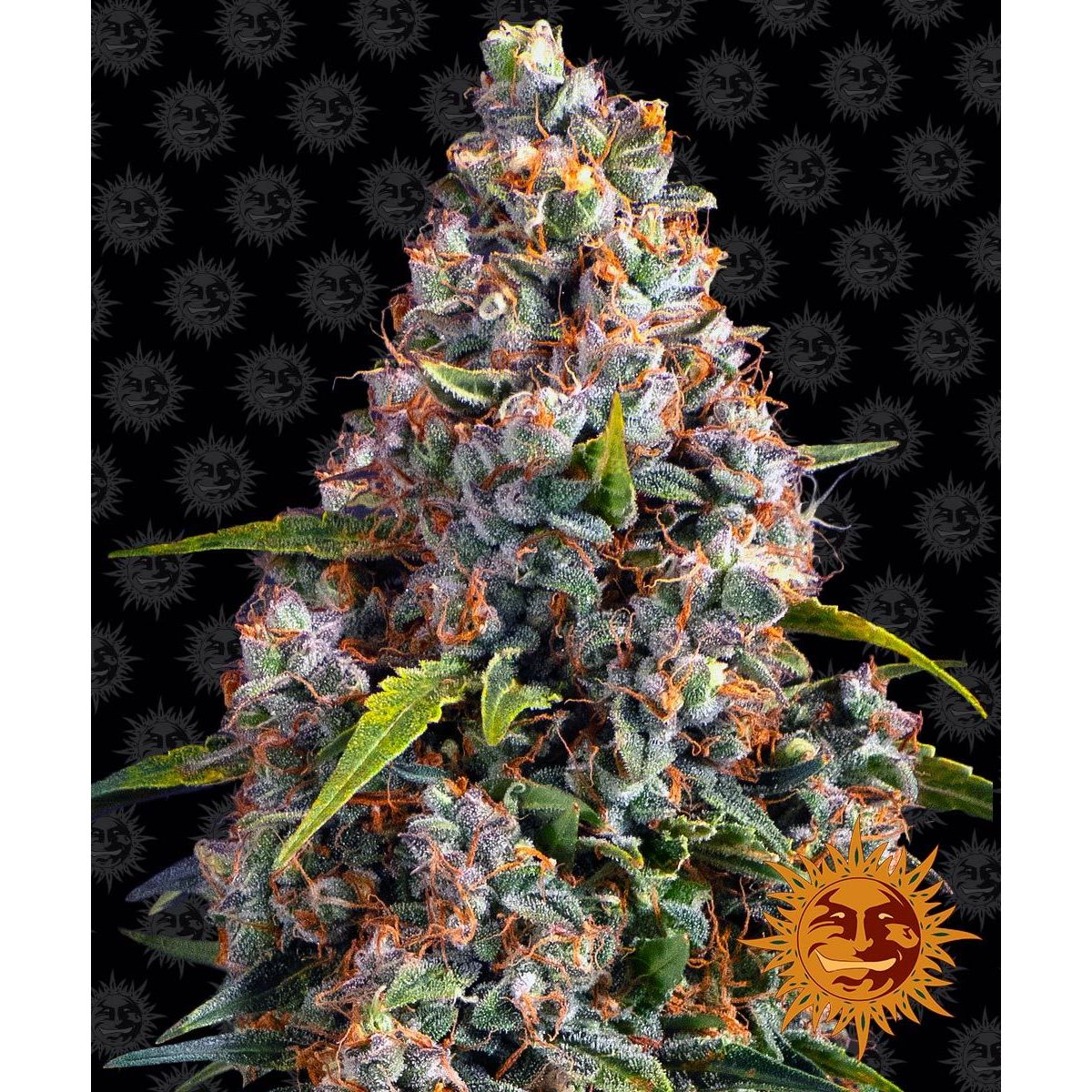 Multi-I Barney's Farm 3BSCA Feminized Seeds