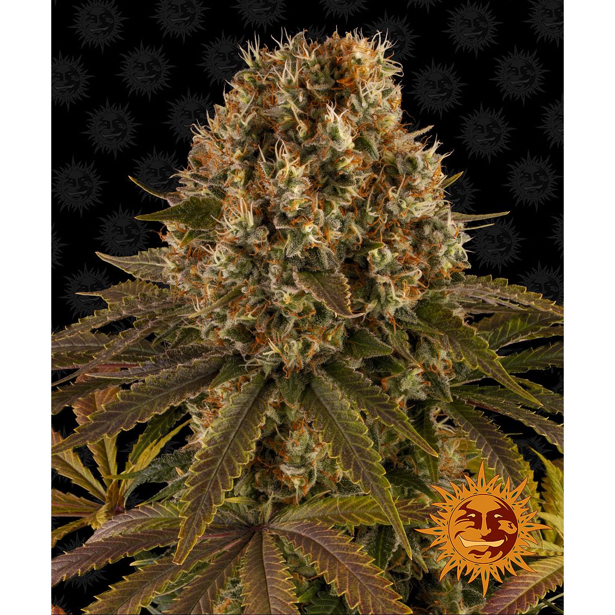 Multi-I Barney's Farm 3BSL Feminized Cannabis Seeds