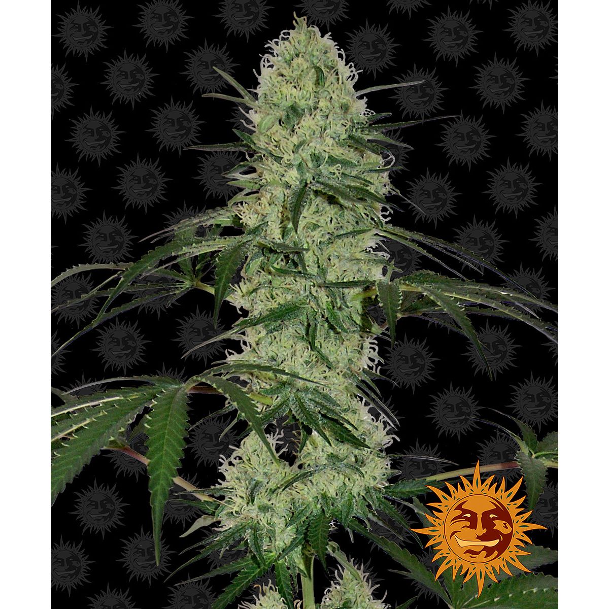 Multi-I Barney's Farm 3BTDA Feminized Cannabis Seeds