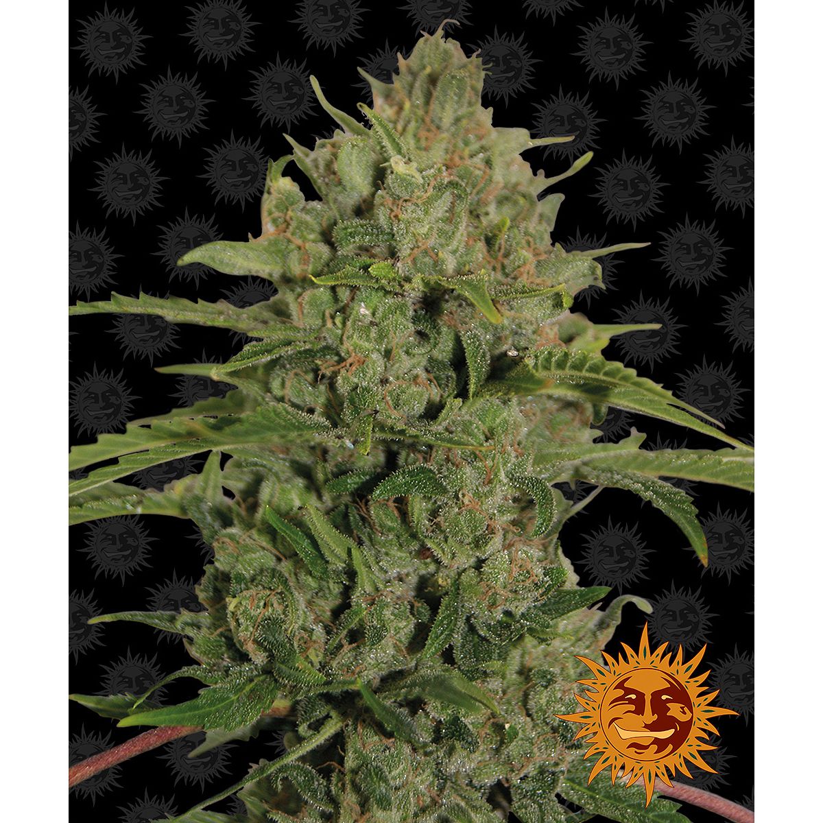 Multi-I 3BTC Feminized Cannabis Seeds
