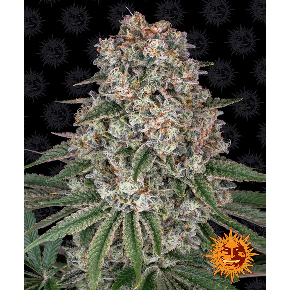 Multi-I Barney's Farm 3BTB Feminized Cannabis Seeds