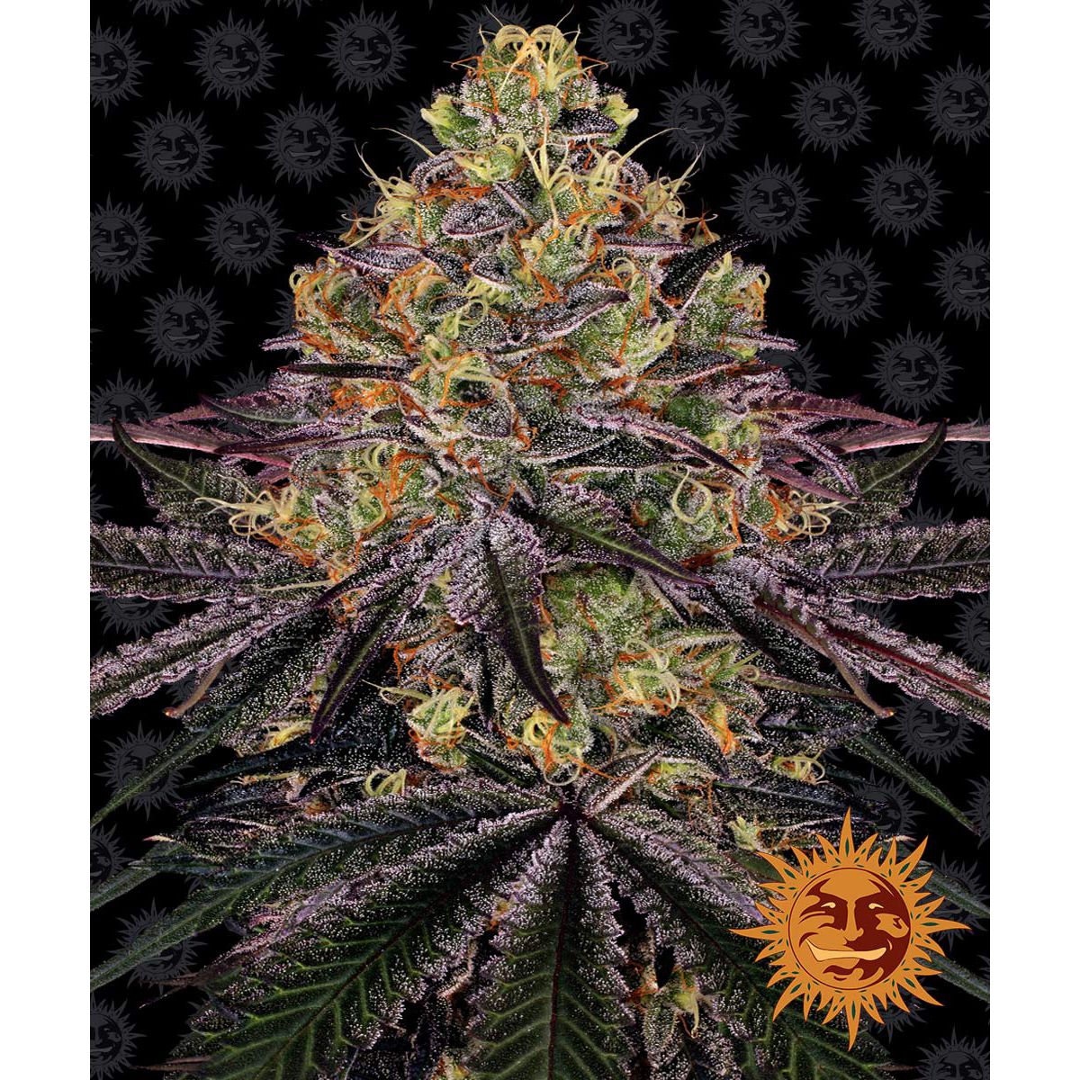 Multi-I Barney's Farm Feminized Cannabis Seeds 3BWZ