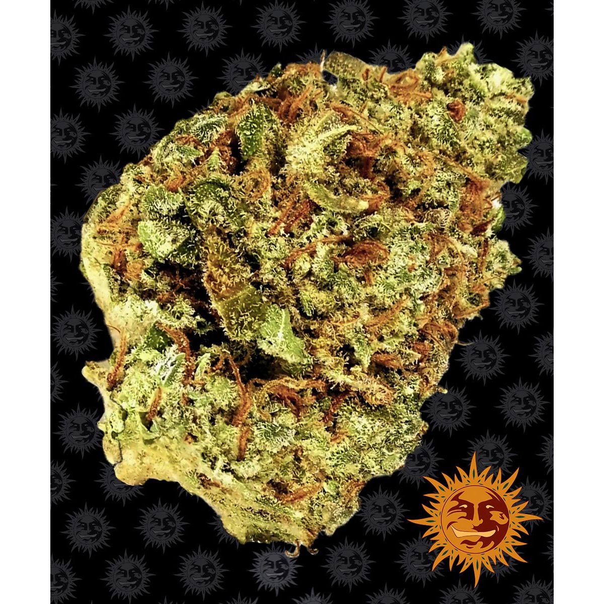 Multi-I Barney's Farm Feminized Cannabis Seeds