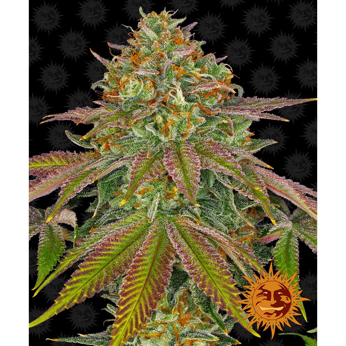 Multi-I Barney's Farm 3BWC Feminized Cannabis Seeds