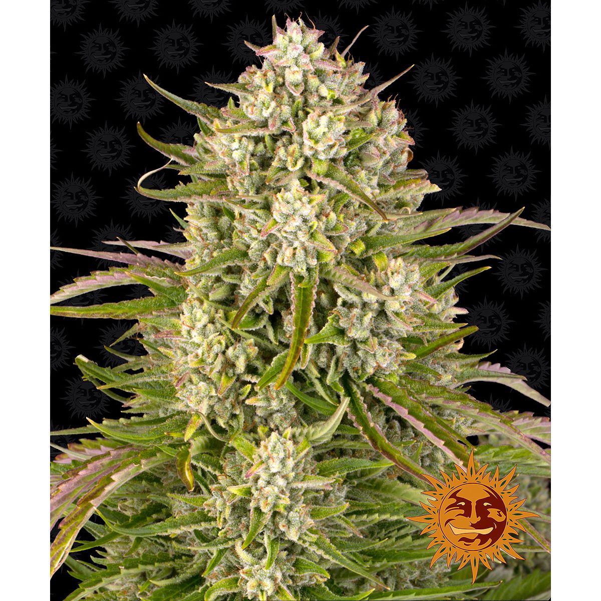 Multi-I Barney's Farm 3BWCA Feminized Cannabis Seeds